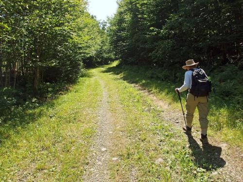 Andee walking the access road on the way to Ben Young Hill in northern New Hampshire