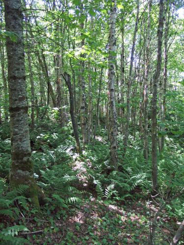 forest on Ben Young Hill in northern New Hampshire