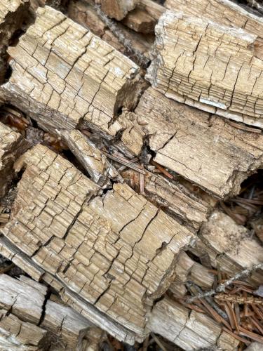 decaying wood in June at Young Mountain in New Hampshire