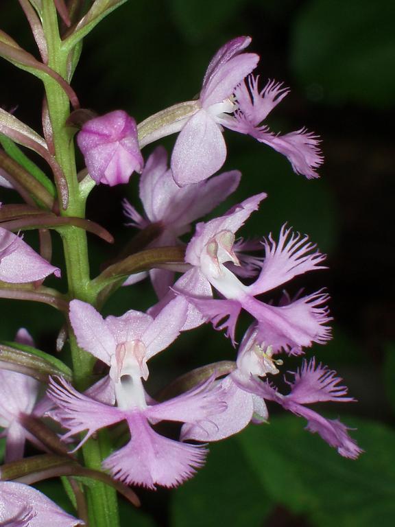 Small Purple Firnged Orchis flower