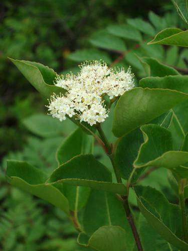 Withe-rod Viburnum (Viburnum cassinoides) in July on the way to Zeacliff mountain in New Hampshire