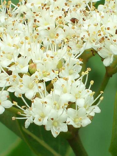 Withe-rod Viburnum (Viburnum cassinoides) in July on the way to Zeacliff mountain in New Hampshire