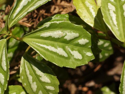 Aluminum Plant (Pilea cadierei) in November at the Mercer Arboretum in Houston, Texas