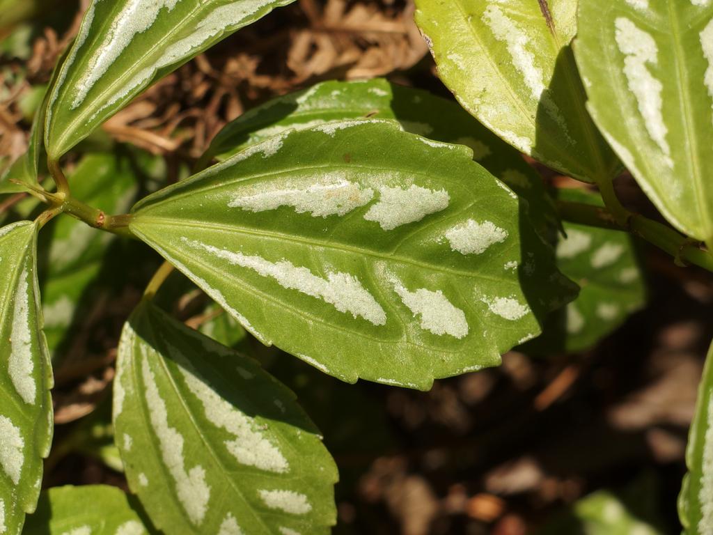 Aluminum Plant (Pilea cadierei) in November at the Mercer Arboretum in Houston, Texas