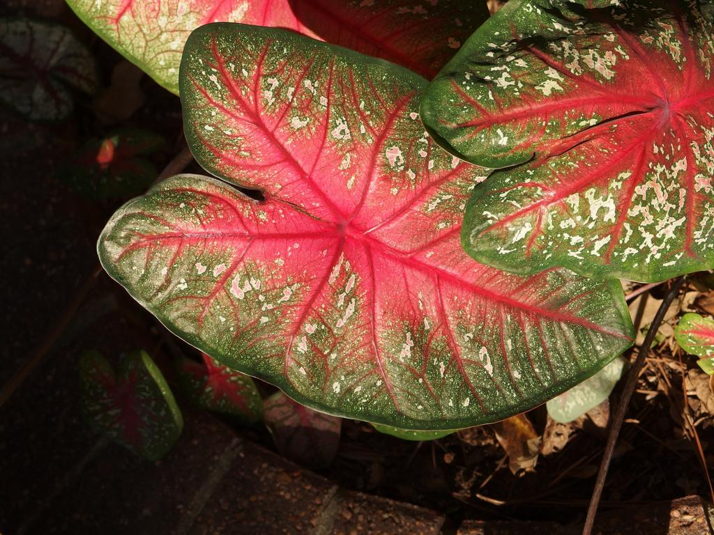 Elephant's Ear in November at the Mercer Arboretum in Houston, Texas