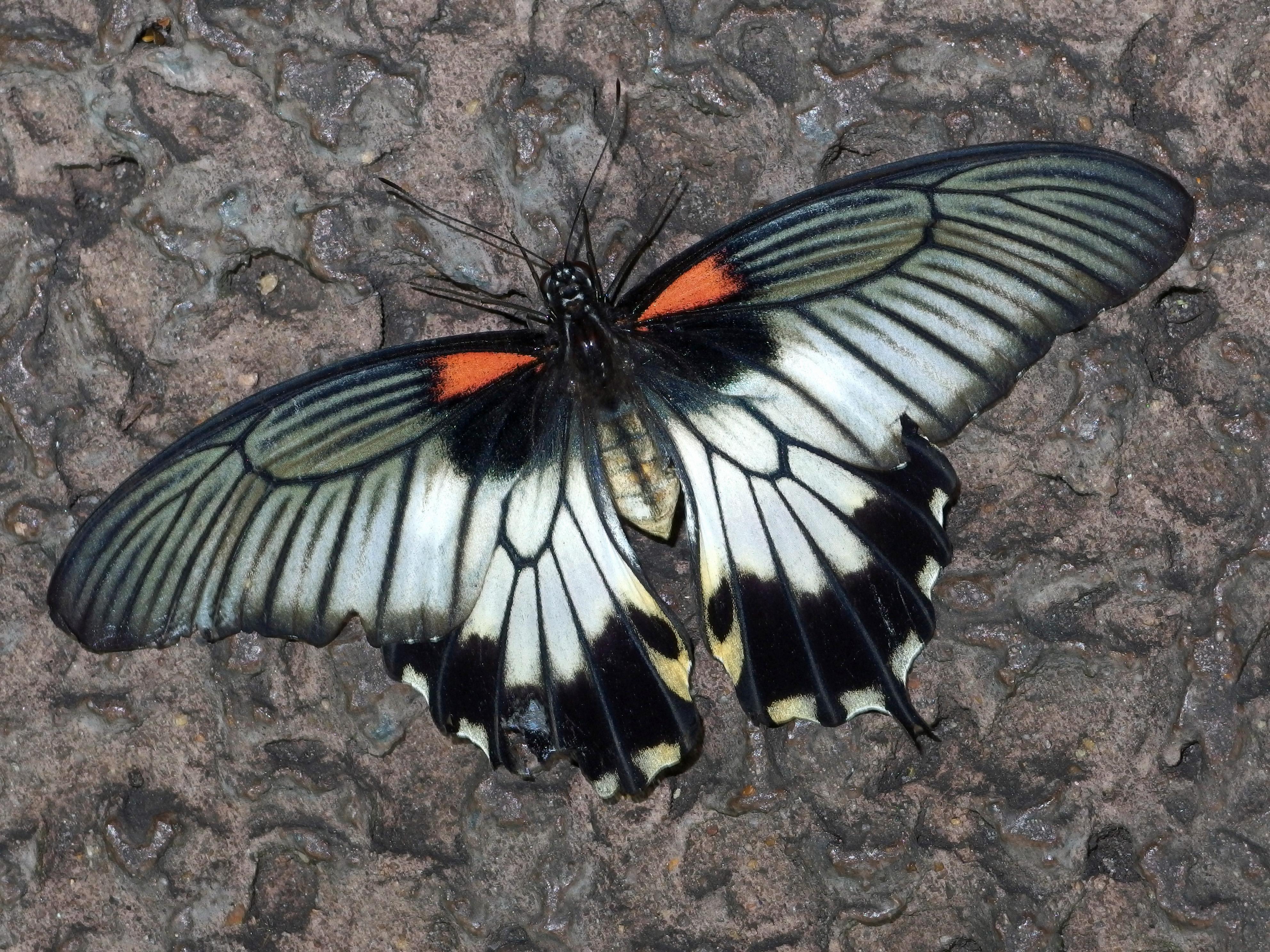 Great Mormon (Papilio memnon) at the Cockrell Butterfly Center in Houston, Texas