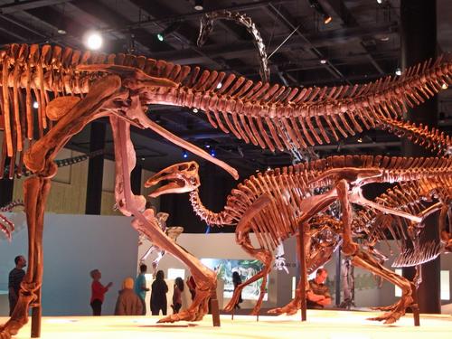 open space filled with dino skeletons at the Houston Museum of Natural Science in Houston, Texas