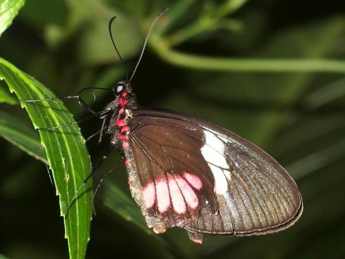 Transandean Cattleheart (Parides iphidamas) at the Cockrell Butterfly Center in Houston, Texas