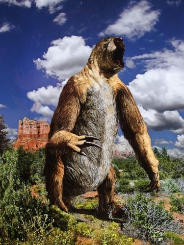 drawing of a giant sloth at the Houston Museum of Natural History in Texas