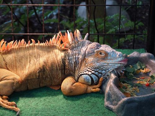 weird lizard at the Cockrell Butterfly Center in Houston, Texas