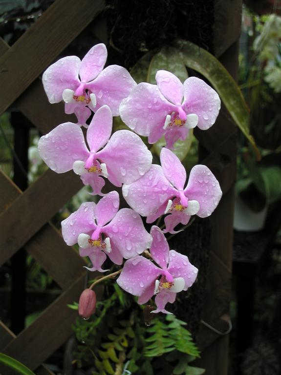 orchid at the Orchid Shop near Key West, Florida, in February 2002