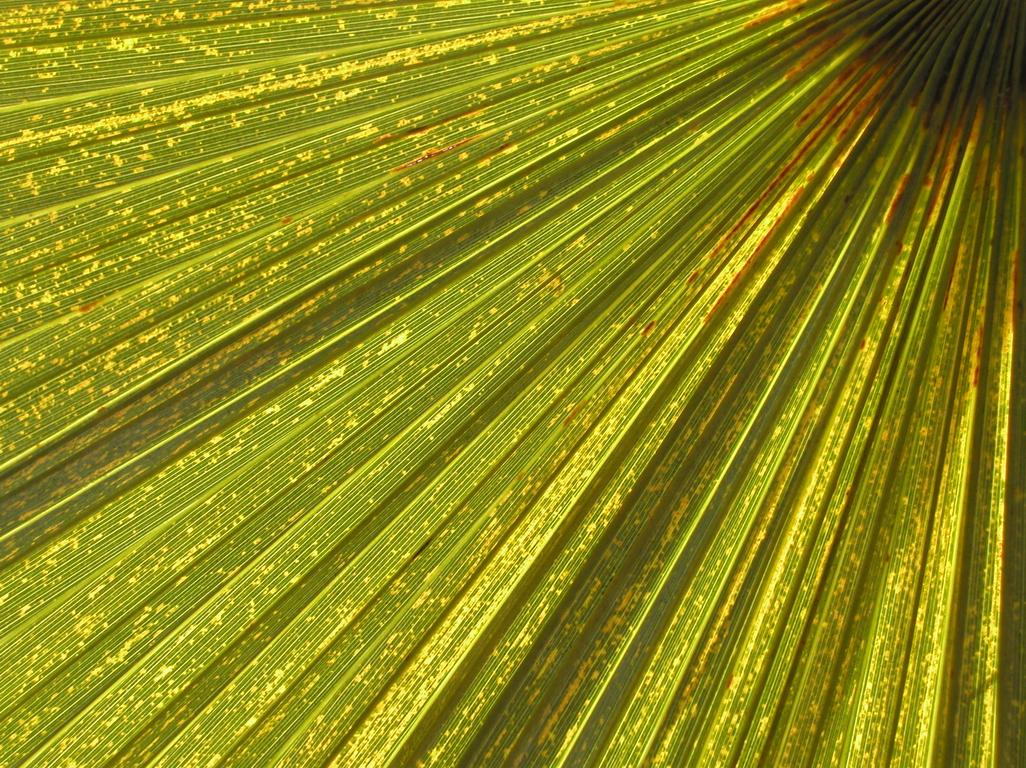 palm-leaf structure at Key West, Florida, in February 2002