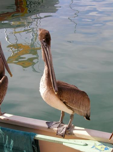 pelican at Key West, Florida, in February 2002