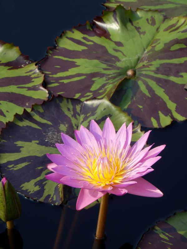 perfect water lily in the Conservatory at Longwood Gardens in Pennsylvania