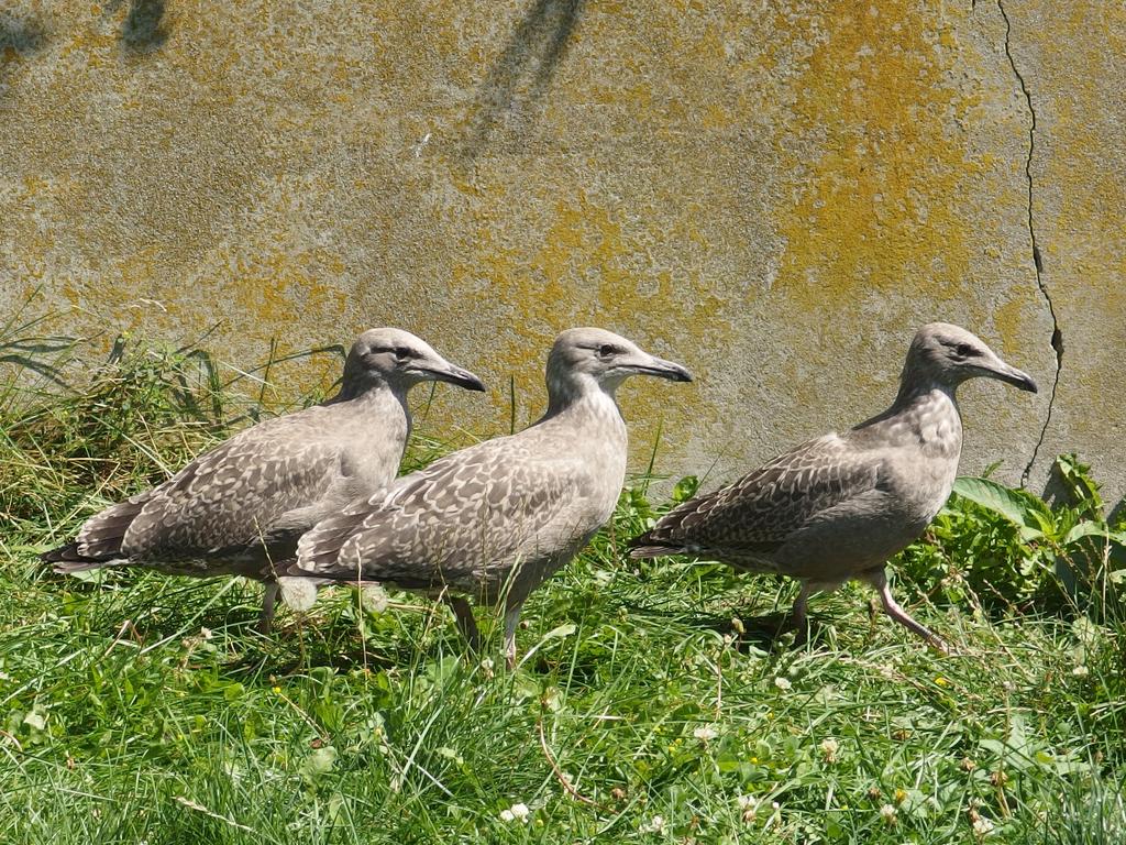 Herring Gull chicks on Rose Island in the middle of Narragansett Bay in Rhode Island