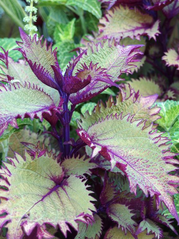 well-kept garden foliage decorating the view at Newport in Rhode Island