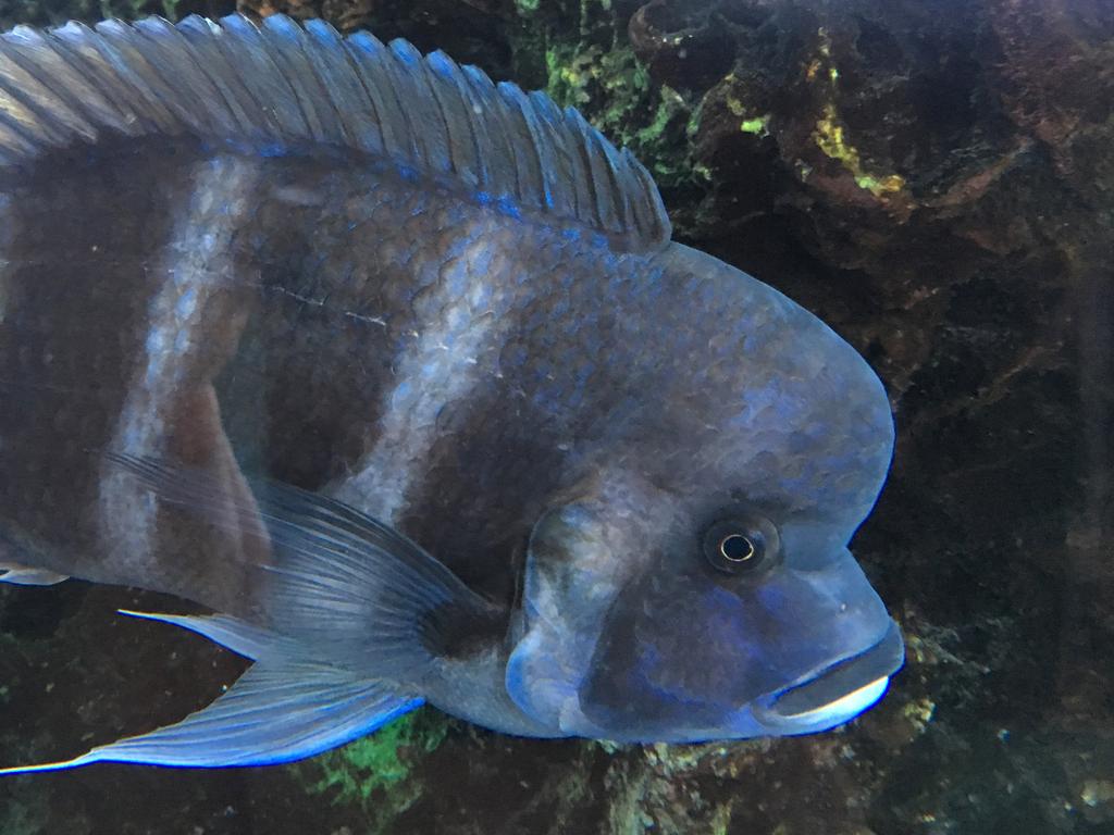 fish in an aquarium at the Staten Island Ferry terminal in New York City