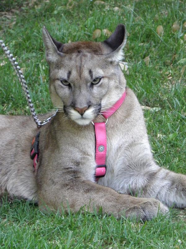 a pet cougar taking a walk in the park with its owner at Prague in the Czech Republic