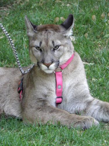 cougar in Prague