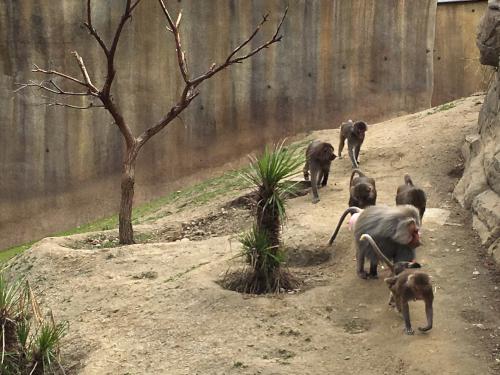 Hamadryas Baboon (Papio hamadryas) family at the San Diego Zoo in California