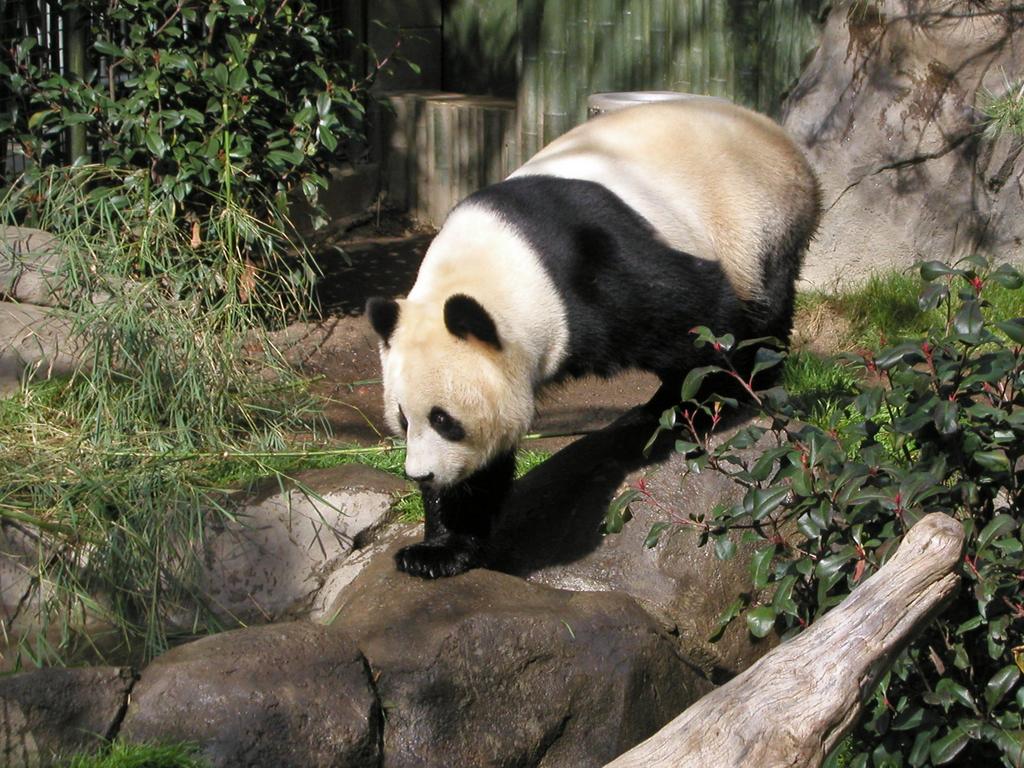 Panda at the San Diego Zoo in California