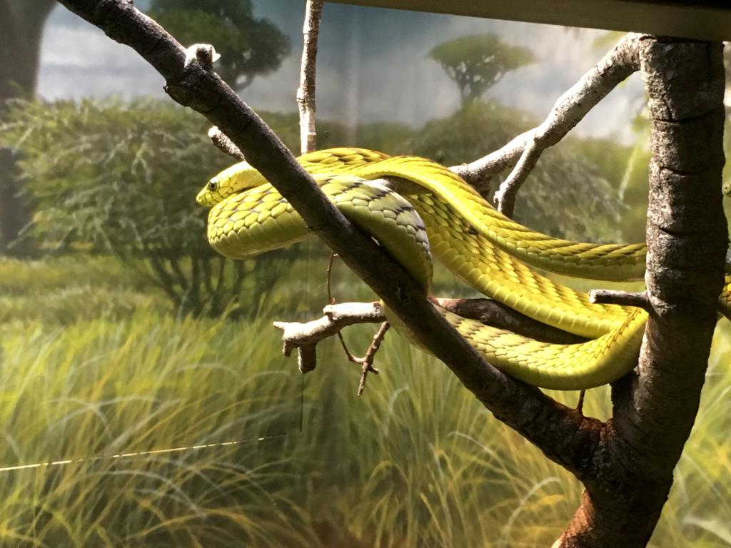 West African Green Mamba (Dendroaspis viridis) at San Diego Zoo in California