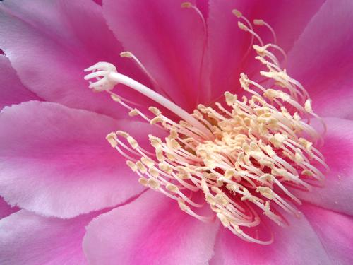 a pretty-in-pink flower inside the Conservatory in Volunteer Park at Seattle in Washington