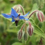 borage