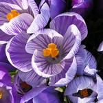 crocus