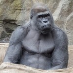 gorilla