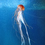 jellyfish