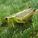 locust