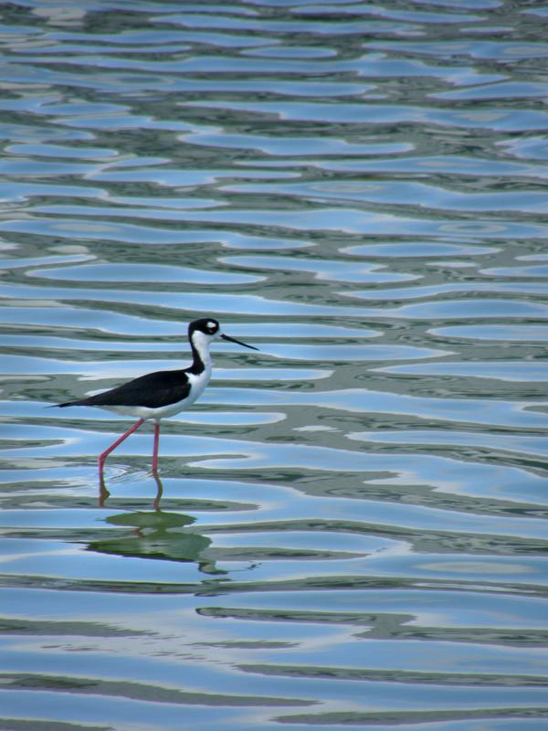 Black-necked Stilt (Himantopus mexicanus) at St. Martin in the Bahamas