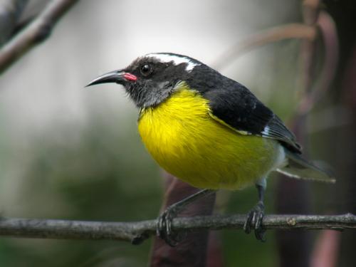 Bananaquit (Coereba flaveola) at St. Martin in the Bahamas