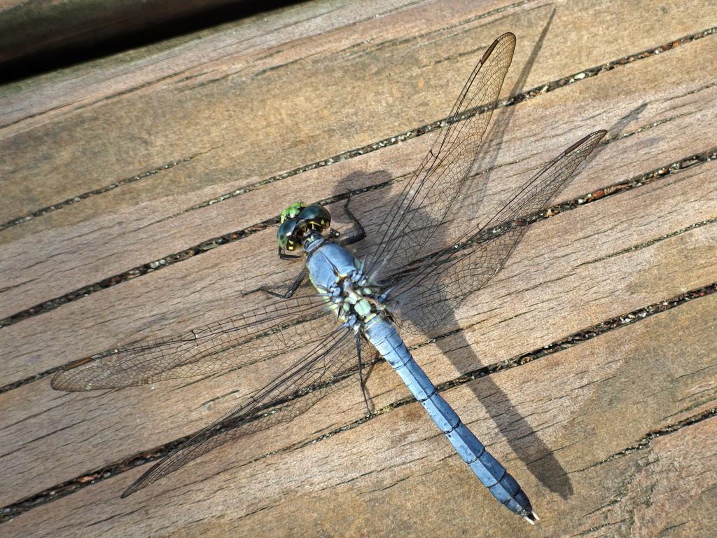 a brilliant dragonfly alights on the boardwalk at Lettuce Lake Park in Tampa, Florida