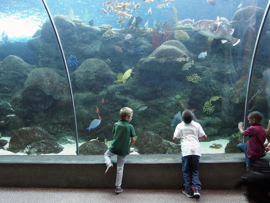 kids enjoy a fishtank exhibit inside the Florida Aquarium at Tampa