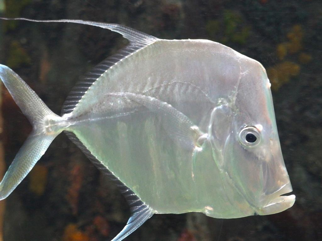 A Lookdown (Selene vomer) inside the Florida Aquarium at Tampa