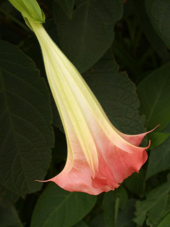 a delicate flower at the University of South Florida Botanical Gardens in Tampa