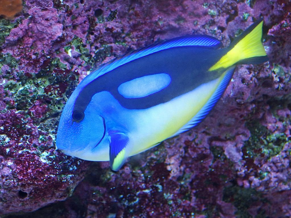 A Pacific Blue Tang (Paracanthurus hepatus) inside the Florida Aquarium at Tampa