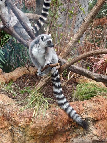 a Ring-tailed Lemur (Lemur catta) inside the Florida Aquarium at Tampa in Florida