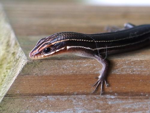 a cute little lizard on the boardwalk at Lettuce Lake Park in Tampa, Florida