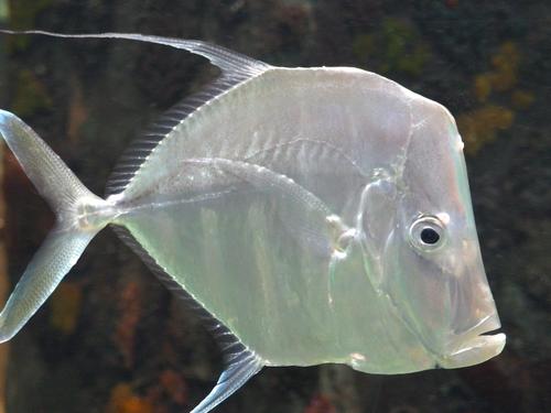 A Lookdown (Selene vomer) inside the Florida Aquarium at Tampa in Florida