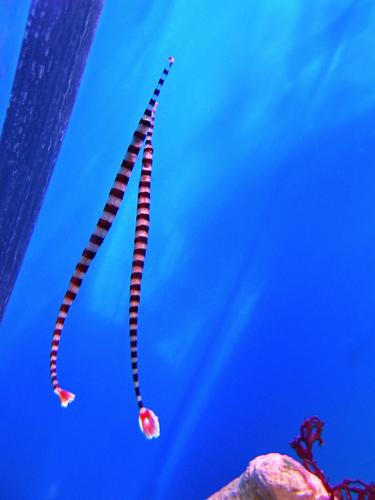 a pair of Banded Pipefish (Doryrhamphus dactyliophorus) inside the Florida Aquarium at Tampa in Florida