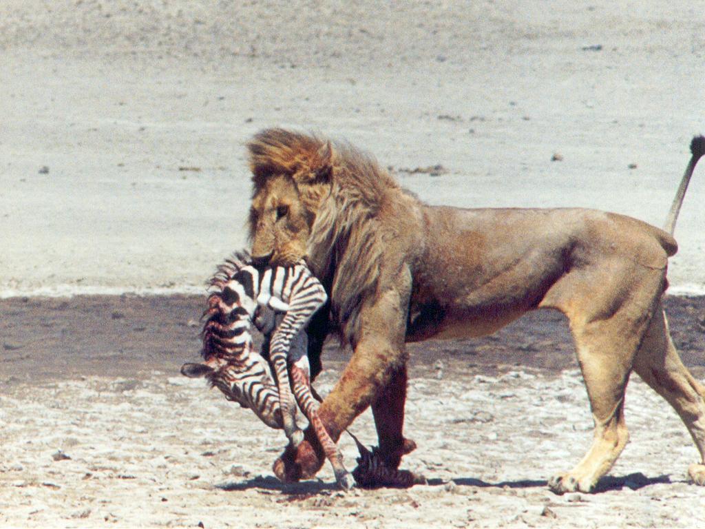 a dominant male lion walks off with a baby zebra kill at Serengeti National Park in Tanzania