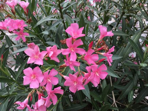 flowers at streetside in Vienna, Austria