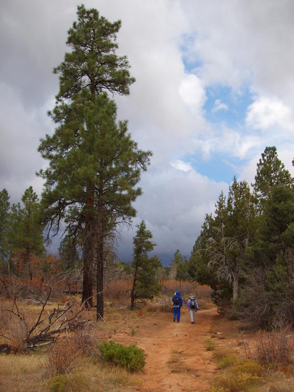 hikers in the high-mesa forest at Zion National Park in Utah