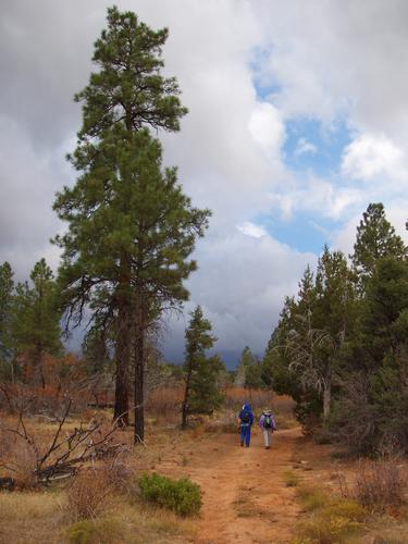 hiker in the high-mesa forest at Zion National Park in Utah